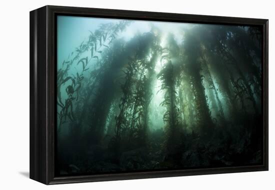 Giant Kelp (Macrocystis Pyrifera) Grows Off the Coast of California-Stocktrek Images-Framed Premier Image Canvas