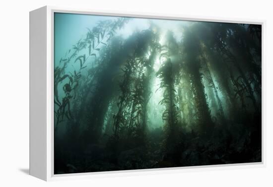 Giant Kelp (Macrocystis Pyrifera) Grows Off the Coast of California-Stocktrek Images-Framed Premier Image Canvas