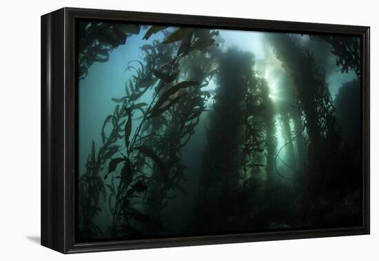 Giant Kelp (Macrocystis Pyrifera) Grows Off the Coast of California-Stocktrek Images-Framed Premier Image Canvas