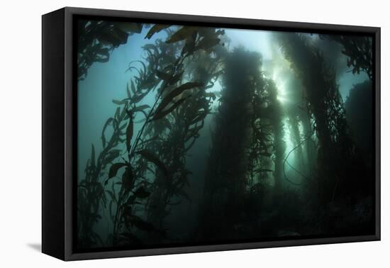 Giant Kelp (Macrocystis Pyrifera) Grows Off the Coast of California-Stocktrek Images-Framed Premier Image Canvas