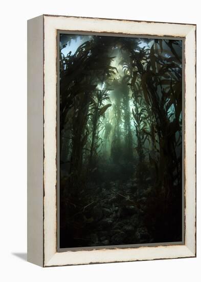 Giant Kelp (Macrocystis Pyrifera) Grows Off the Coast of California-Stocktrek Images-Framed Premier Image Canvas