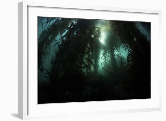 Giant Kelp (Macrocystis Pyrifera) Grows Off the Coast of California-Stocktrek Images-Framed Photographic Print