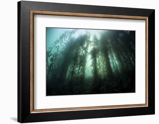 Giant Kelp (Macrocystis Pyrifera) Grows Off the Coast of California-Stocktrek Images-Framed Photographic Print