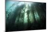 Giant Kelp (Macrocystis Pyrifera) Grows Off the Coast of California-Stocktrek Images-Mounted Photographic Print