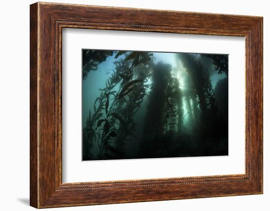 Giant Kelp (Macrocystis Pyrifera) Grows Off the Coast of California-Stocktrek Images-Framed Photographic Print