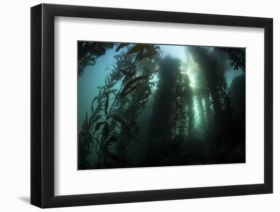 Giant Kelp (Macrocystis Pyrifera) Grows Off the Coast of California-Stocktrek Images-Framed Photographic Print