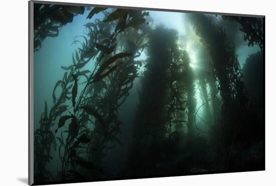 Giant Kelp (Macrocystis Pyrifera) Grows Off the Coast of California-Stocktrek Images-Mounted Photographic Print