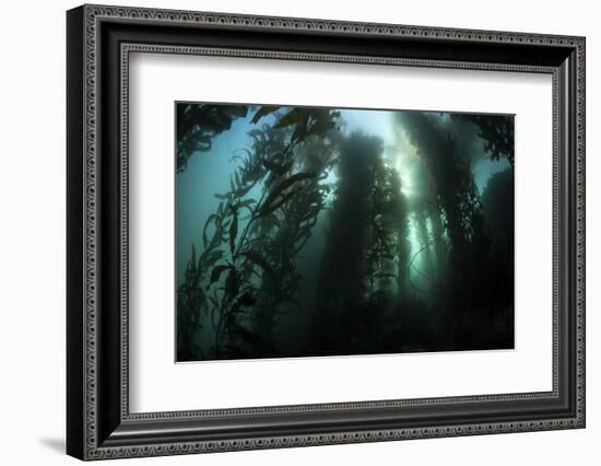 Giant Kelp (Macrocystis Pyrifera) Grows Off the Coast of California-Stocktrek Images-Framed Photographic Print