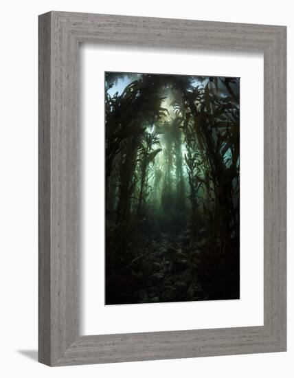 Giant Kelp (Macrocystis Pyrifera) Grows Off the Coast of California-Stocktrek Images-Framed Photographic Print