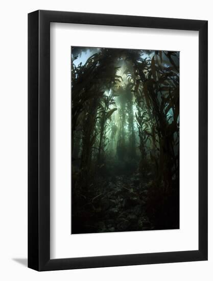 Giant Kelp (Macrocystis Pyrifera) Grows Off the Coast of California-Stocktrek Images-Framed Photographic Print