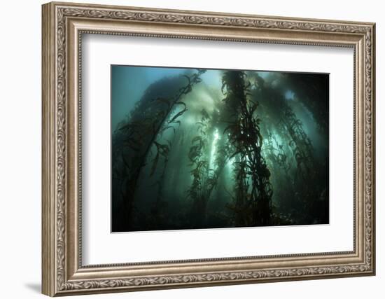 Giant Kelp (Macrocystis Pyrifera) Grows Off the Coast of California-Stocktrek Images-Framed Photographic Print