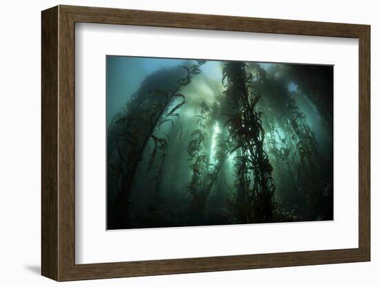 Giant Kelp (Macrocystis Pyrifera) Grows Off the Coast of California-Stocktrek Images-Framed Photographic Print