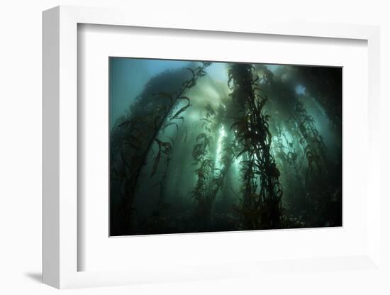 Giant Kelp (Macrocystis Pyrifera) Grows Off the Coast of California-Stocktrek Images-Framed Photographic Print