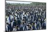 Giant king penguin (Aptenodytes patagonicus) colony, Salisbury Plain, South Georgia, Antarctica, Po-Michael Runkel-Mounted Photographic Print