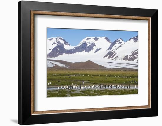 Giant king penguin (Aptenodytes patagonicus) colony, Salisbury Plain, South Georgia, Antarctica, Po-Michael Runkel-Framed Photographic Print