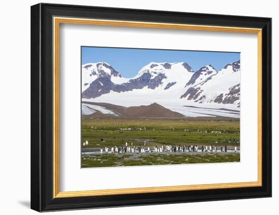 Giant king penguin (Aptenodytes patagonicus) colony, Salisbury Plain, South Georgia, Antarctica, Po-Michael Runkel-Framed Photographic Print