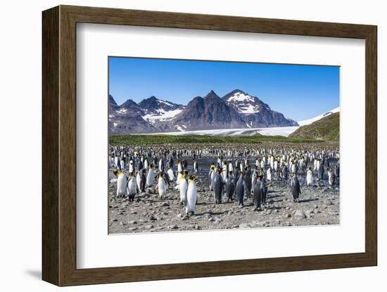 Giant king penguin (Aptenodytes patagonicus) colony, Salisbury Plain, South Georgia, Antarctica, Po-Michael Runkel-Framed Photographic Print