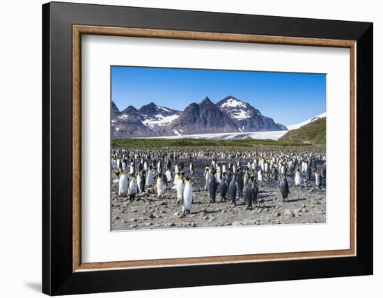 Giant king penguin (Aptenodytes patagonicus) colony, Salisbury Plain, South Georgia, Antarctica, Po-Michael Runkel-Framed Photographic Print