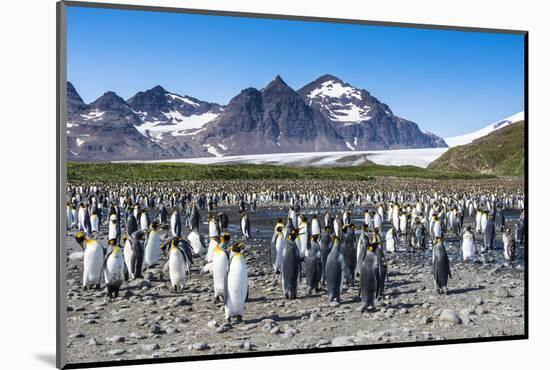 Giant king penguin (Aptenodytes patagonicus) colony, Salisbury Plain, South Georgia, Antarctica, Po-Michael Runkel-Mounted Photographic Print