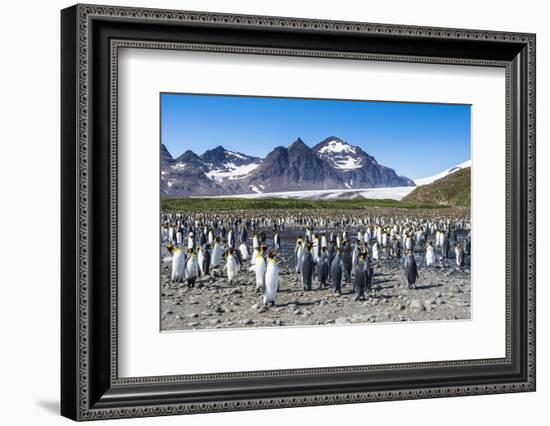 Giant king penguin (Aptenodytes patagonicus) colony, Salisbury Plain, South Georgia, Antarctica, Po-Michael Runkel-Framed Photographic Print