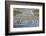 Giant king penguin (Aptenodytes patagonicus) colony, Salisbury Plain, South Georgia, Antarctica, Po-Michael Runkel-Framed Photographic Print