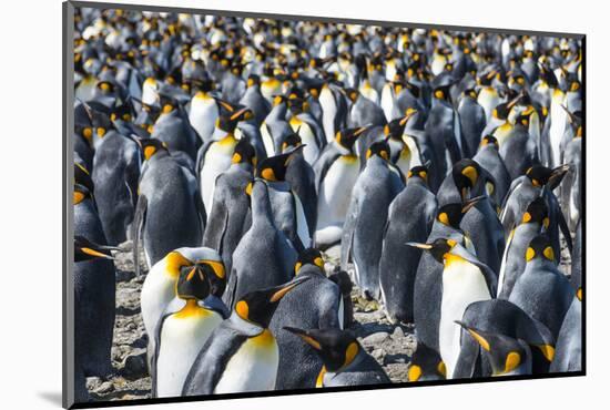 Giant king penguins (Aptenodytes patagonicus) colony, Salisbury Plain, South Georgia, Antarctica, P-Michael Runkel-Mounted Photographic Print