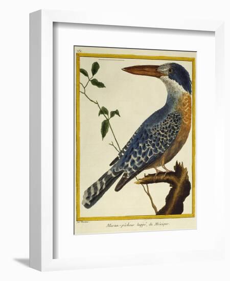 Giant Kingfisher (Megaceryle Maxima)-null-Framed Giclee Print