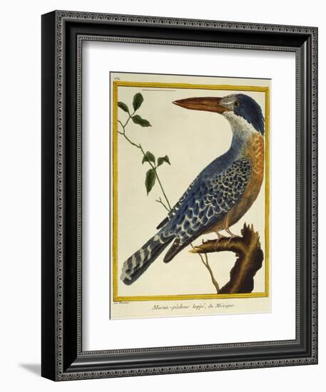 Giant Kingfisher (Megaceryle Maxima)-null-Framed Giclee Print