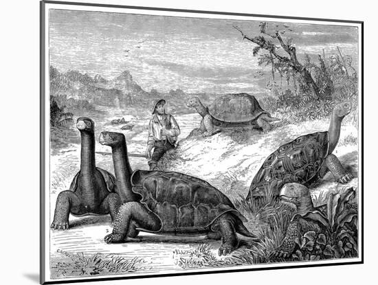 Giant Land Tortoises of the Galapagos Islands, 1884-null-Mounted Giclee Print