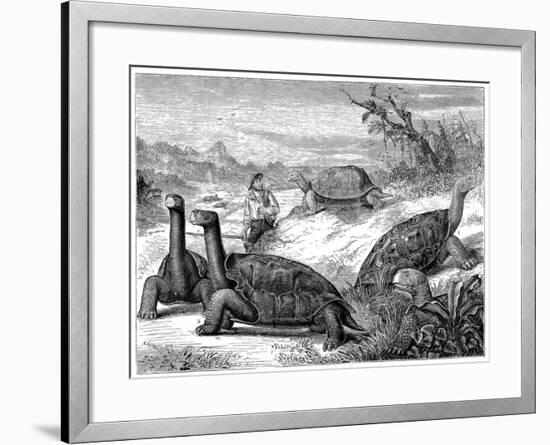 Giant Land Tortoises of the Galapagos Islands, 1884-null-Framed Giclee Print