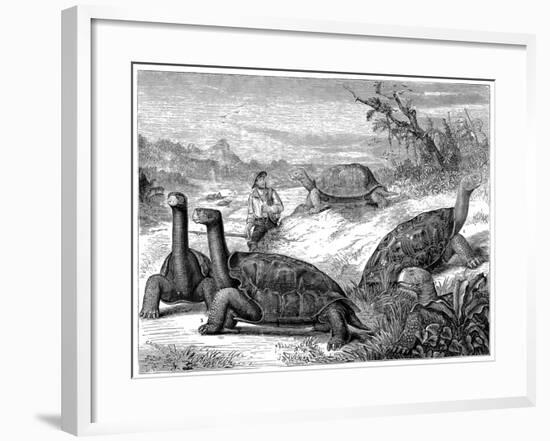 Giant Land Tortoises of the Galapagos Islands, 1884-null-Framed Giclee Print