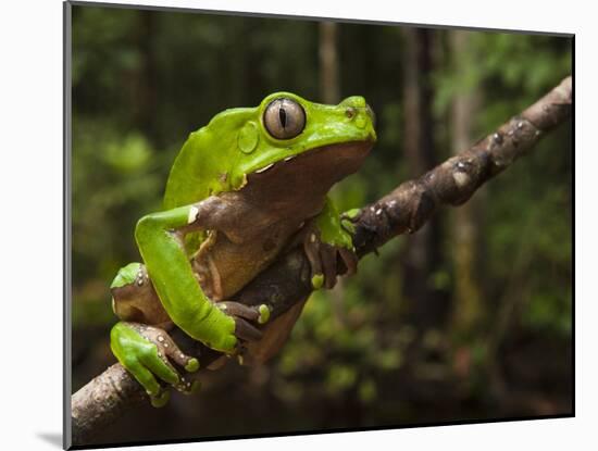 Giant Leaf Frog in the Rainforest, Iwokrama Reserve, Guyana-Pete Oxford-Mounted Photographic Print