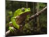 Giant Leaf Frog in the Rainforest, Iwokrama Reserve, Guyana-Pete Oxford-Mounted Photographic Print