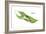 Giant Leaf Frog (Phyllomedusa Bicolor), Amphibians-Encyclopaedia Britannica-Framed Art Print
