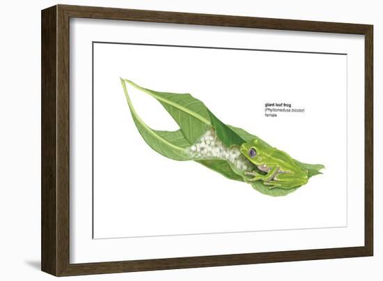 Giant Leaf Frog (Phyllomedusa Bicolor), Amphibians-Encyclopaedia Britannica-Framed Art Print