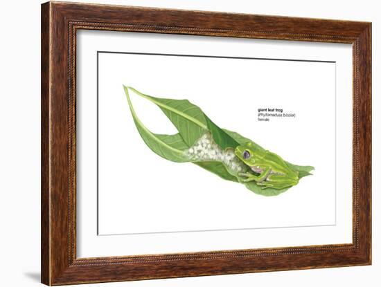 Giant Leaf Frog (Phyllomedusa Bicolor), Amphibians-Encyclopaedia Britannica-Framed Art Print