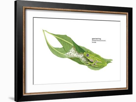 Giant Leaf Frog (Phyllomedusa Bicolor), Amphibians-Encyclopaedia Britannica-Framed Art Print