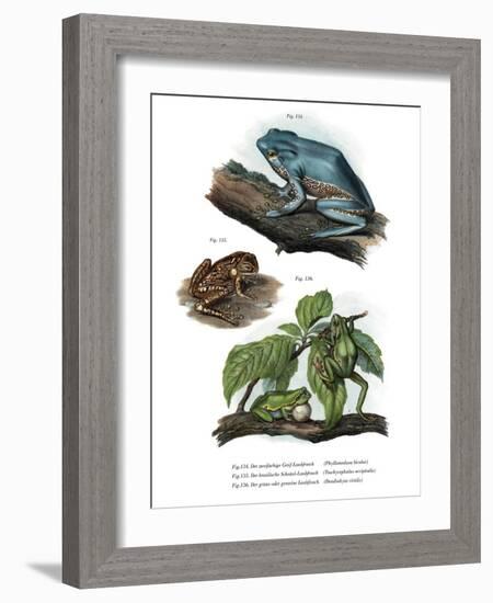 Giant Leaf Frog-null-Framed Giclee Print