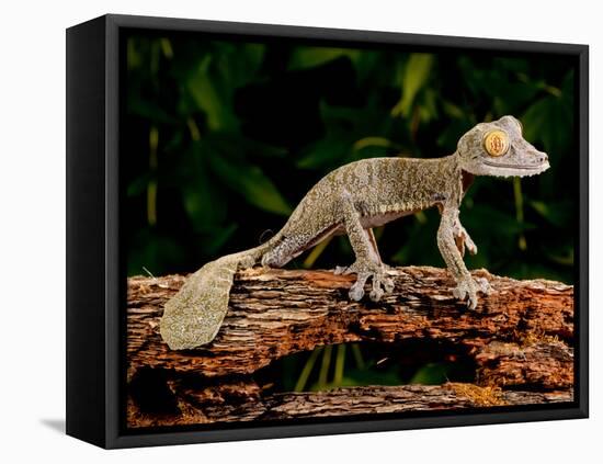 Giant Leaf-Tailed Gecko, Uroplatus Fimbriatus, Native to Madagascar-David Northcott-Framed Premier Image Canvas