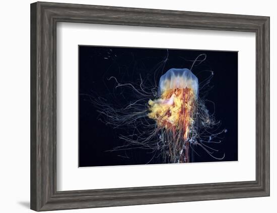 Giant Lion's Mane-Alexander Semenov-Framed Premium Photographic Print