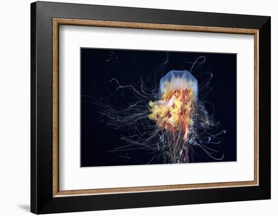 Giant Lion's Mane-Alexander Semenov-Framed Premium Photographic Print