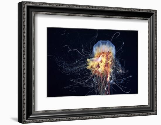 Giant Lion's Mane-Alexander Semenov-Framed Premium Photographic Print