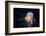 Giant Lion's Mane-Alexander Semenov-Framed Premium Photographic Print