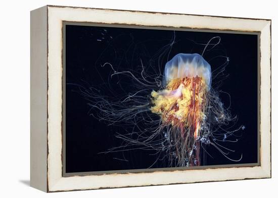 Giant Lion's Mane-Alexander Semenov-Framed Premier Image Canvas