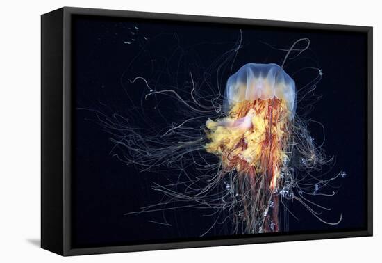 Giant Lion's Mane-Alexander Semenov-Framed Premier Image Canvas