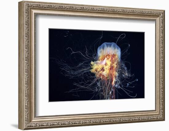 Giant Lion's Mane-Alexander Semenov-Framed Photographic Print