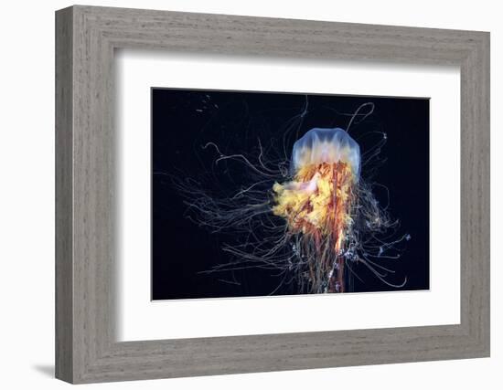 Giant Lion's Mane-Alexander Semenov-Framed Photographic Print