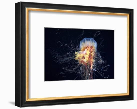 Giant Lion's Mane-Alexander Semenov-Framed Photographic Print