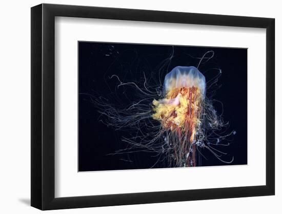 Giant Lion's Mane-Alexander Semenov-Framed Photographic Print