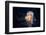 Giant Lion's Mane-Alexander Semenov-Framed Photographic Print